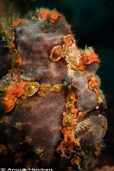 Giant anglerfish, Antennarius commersonii. Picture taken ... by Anouk Houben 